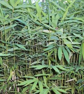 Natural Bamboo Plant
