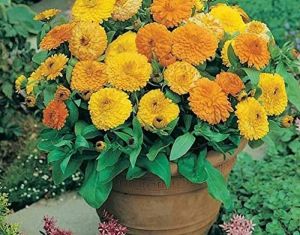 Natural Calendula Flower