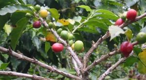 Natural Coffee Fruit Plant
