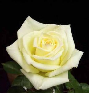 Natural Delight Rose