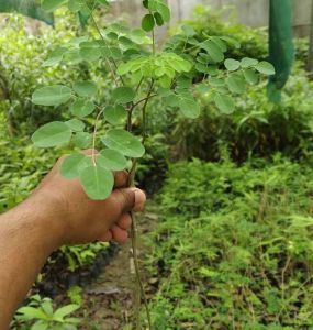 Natural Moringa Plant