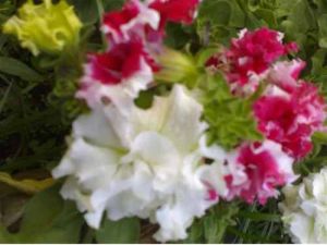 Natural Petunia Flower