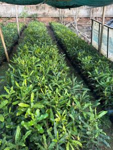 Macadamia Nut Plant