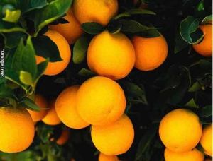 Orange Tree Fruit Plant