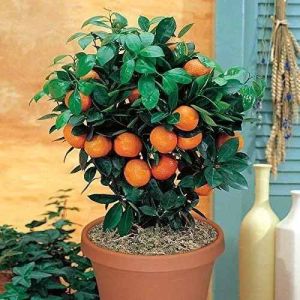 Ornamental Concord Orange Fruit Plant