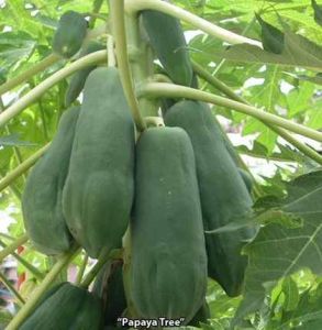 Papaya Fruit Plant