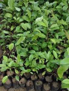 Passion Fruit Plant