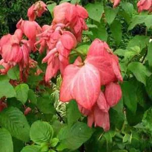 Pink Mussaenda Flower Plant