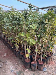 Red Sandalwood Plant