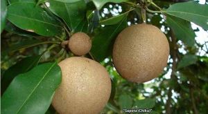 Sapota Chikoo Fruit Plant