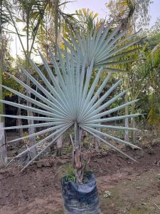 Silver Bismark Palm Plant