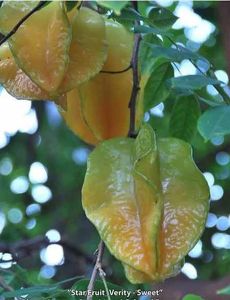 Star Fruit Plant