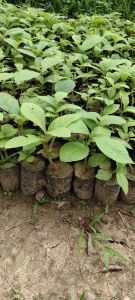 Teak Wood Plant