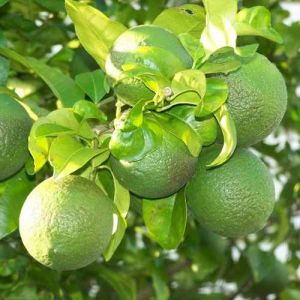 Well Drained Mosambi Grafted Plant