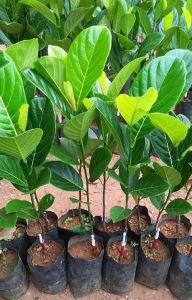 Well Watered Jackfruit Seedling Plant