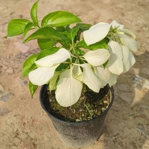 Well Watered Natural Musanda Flowering Plant