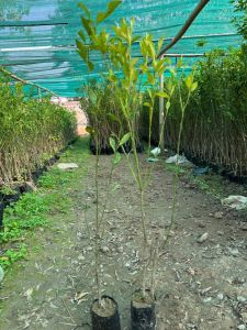 Nagpuri Orange Plant