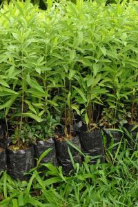 White Sandal Wood Plant