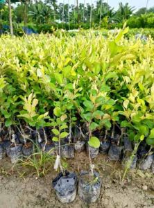 Apple Ber Fruit Plant