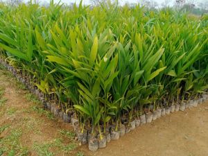 Areca Nut Betel Nut Live Plantation Plant