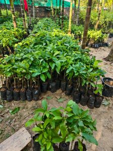 Butter Fruit Avocado Grafted Live Plant
