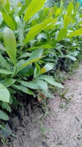 Cashew Nut Plant