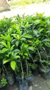 Chikoo Fruit Plant