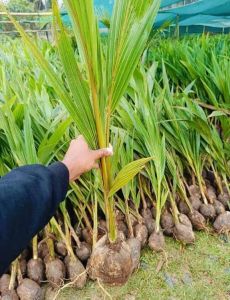 Coconut Plant
