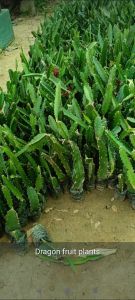 Dragon Fruit Plant