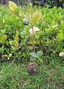 Elaichi Lemon Citrus Fruit Live Plant