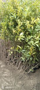 Grafted Sweet Orange Fruit Live Plant