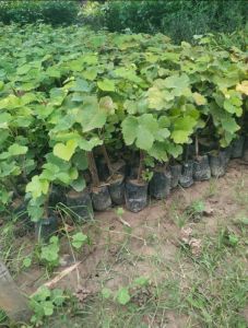 Green Grapes Plant