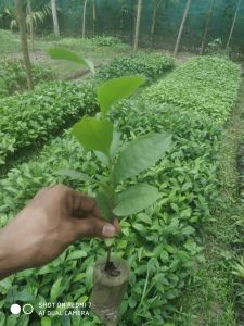 Green Tea Plant