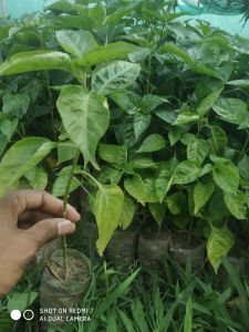 Hybrid King Chilli Bhut Jolokia Live Plant