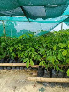 Indoor Rubber Plant