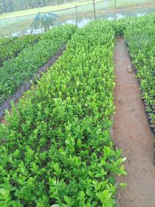 Kagzi Lemon Citrus Fruit Live Plant