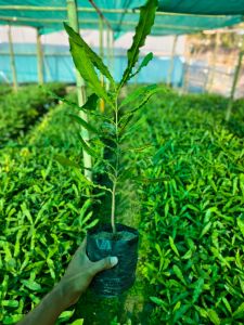 Macadamia Nut Seedling Plantation Plant