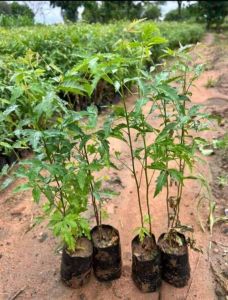Mulber Neem Plant