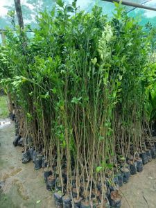 Nagpur Orange Budded Citrus Fruit Plant
