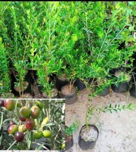 Olive Fruit Plant