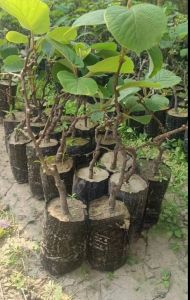 Premium Grafted Kiwi Fruit Bearing Plant