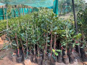 Premium Grafted Macadamia Nut Fruit Plant