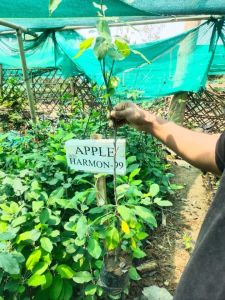 Red Hrmn 99 Apple Plant