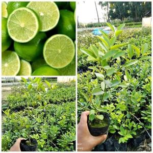 Round Lemon Grafted Plant