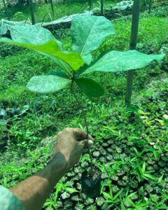 Sagwan Teak Hardwood Timber Plantation Plant