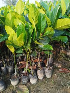 Thailand Grafted Jackfruit High Yield Plant