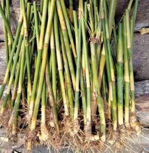 Tulda Bamboo Plantation Rhizome Plant