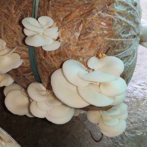 A Grade Oyster Mushroom