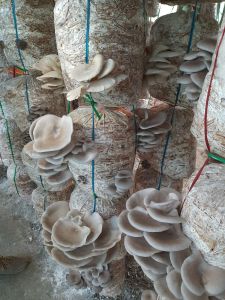 Fresh Oyster Mushroom