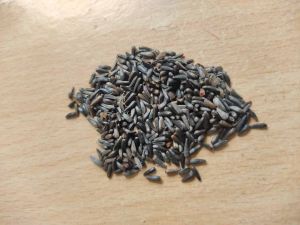 A Grade Black Niger Seed